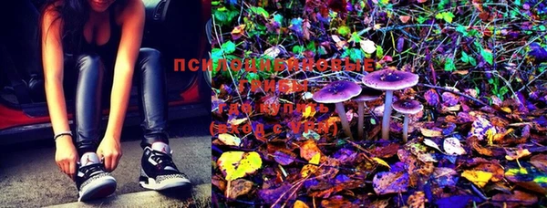 PSILOCYBIN Пролетарск